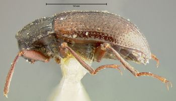Media type: image;   Entomology 24459 Aspect: habitus lateral view